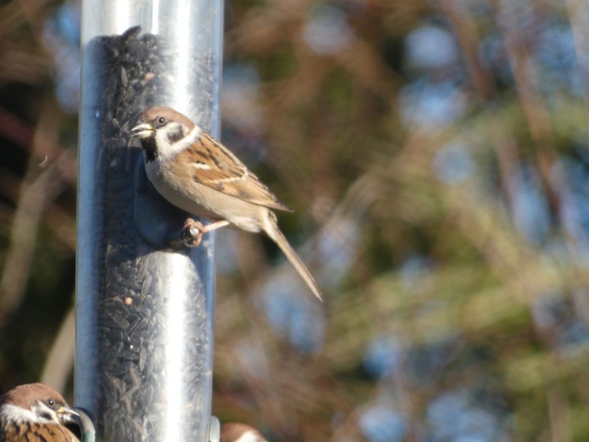 Eurasian Tree Sparrow - ML611786513