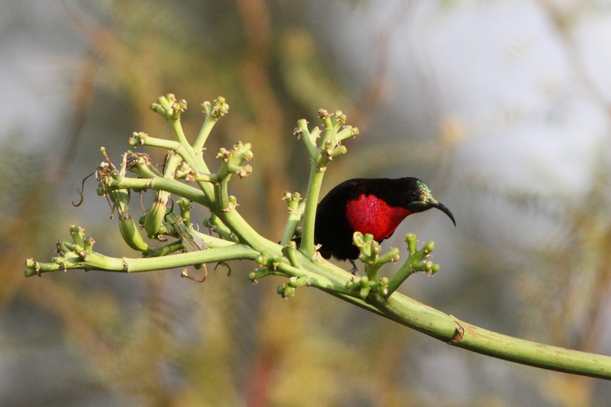 Scarlet-chested Sunbird - Alex Bayly