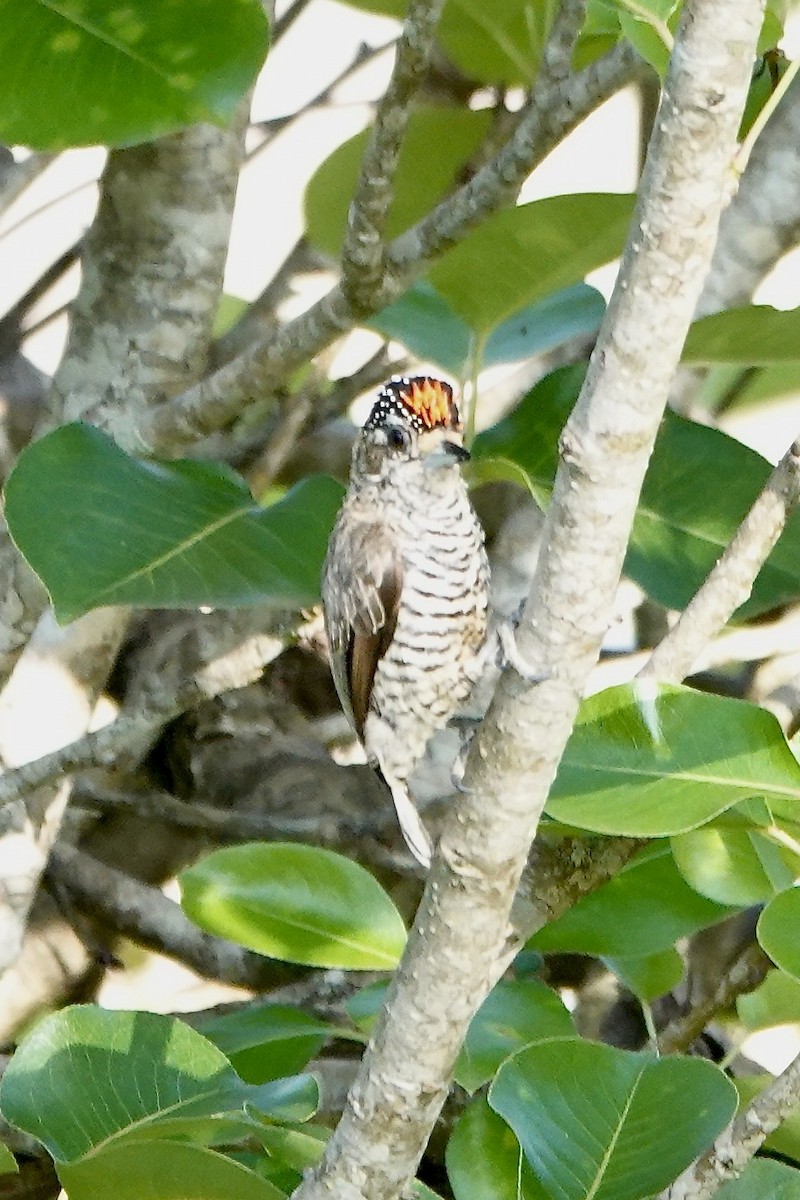 White-barred Piculet - ML611786825