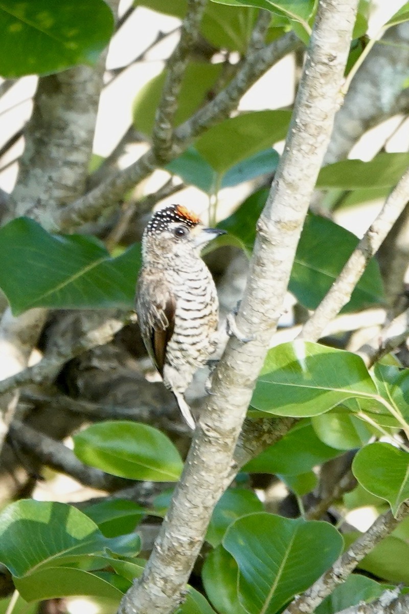 White-barred Piculet - ML611786826