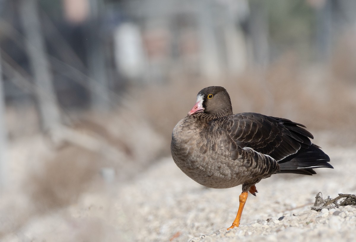 Lesser White-fronted Goose - ML611786836