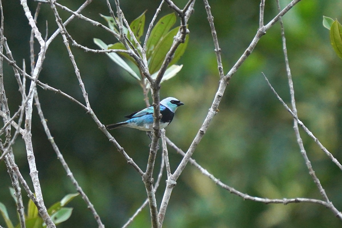 Masked Tanager - ML611787112