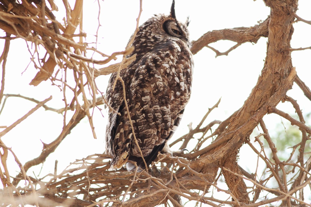 Spotted Eagle-Owl - ML611787149