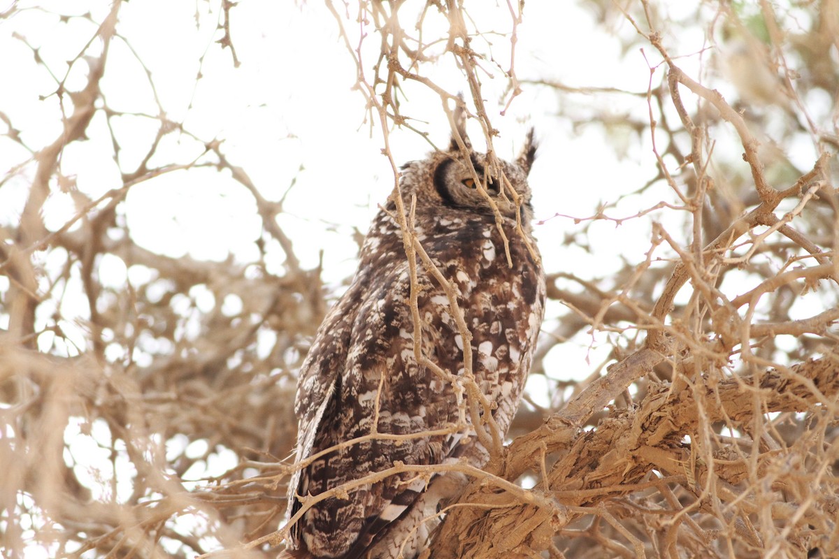 Spotted Eagle-Owl - ML611787150