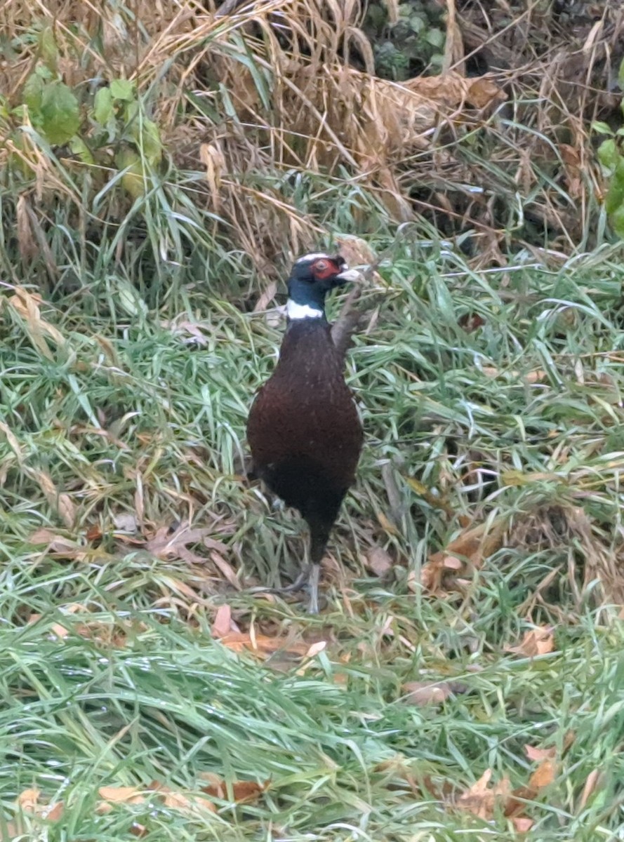 Ring-necked Pheasant - Sam Plew
