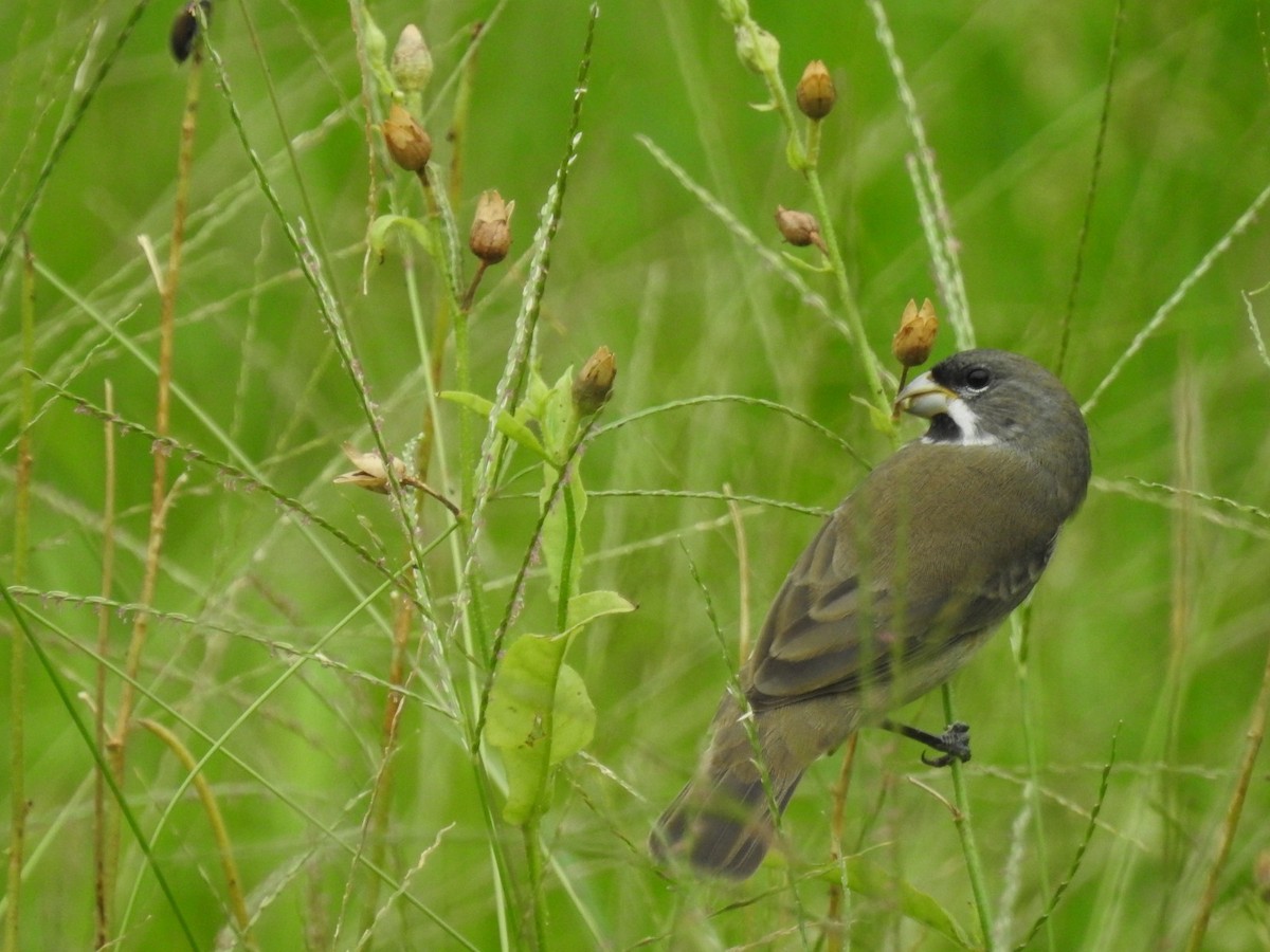 Double-collared Seedeater - ML611787450