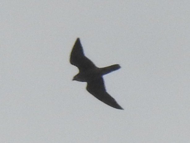 Falco sp. (halcón grande) - ML611787619