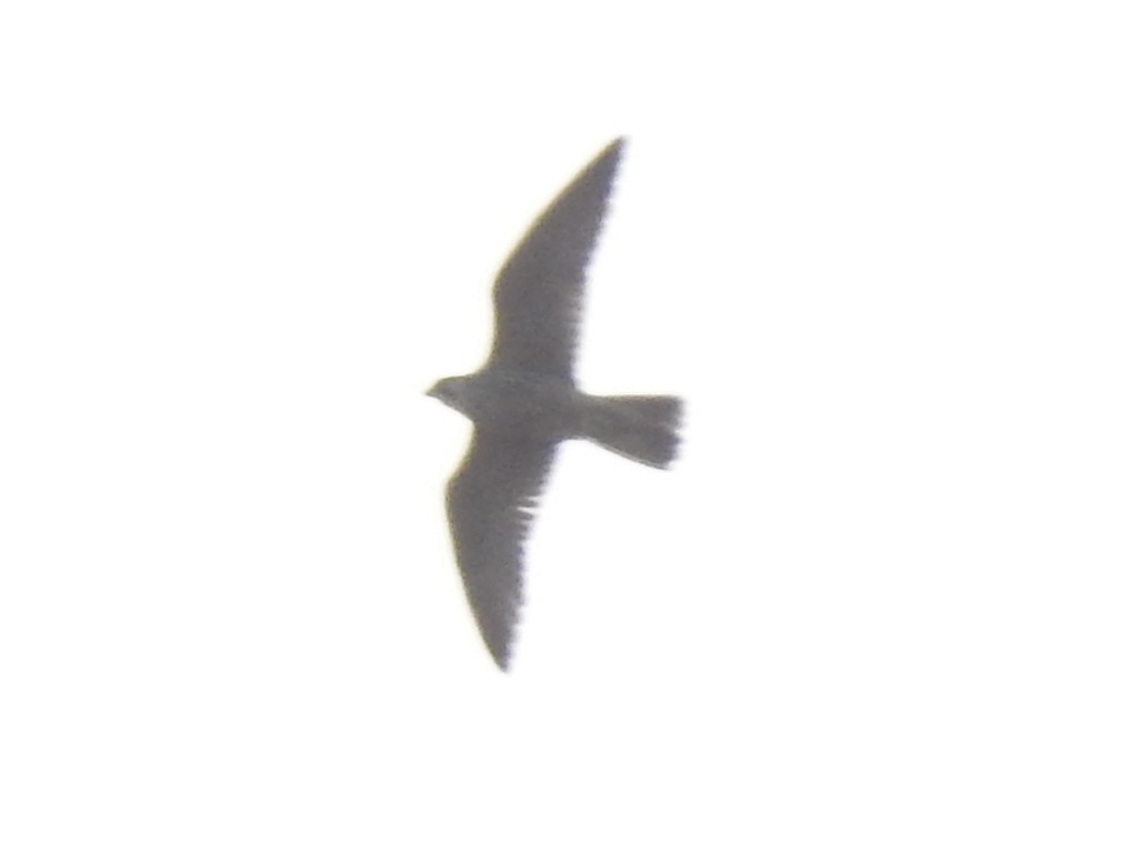 Falco sp. (halcón grande) - ML611787620