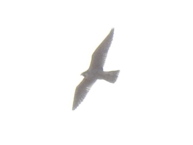 tanımsız iri doğan (Falco sp.) - ML611787621