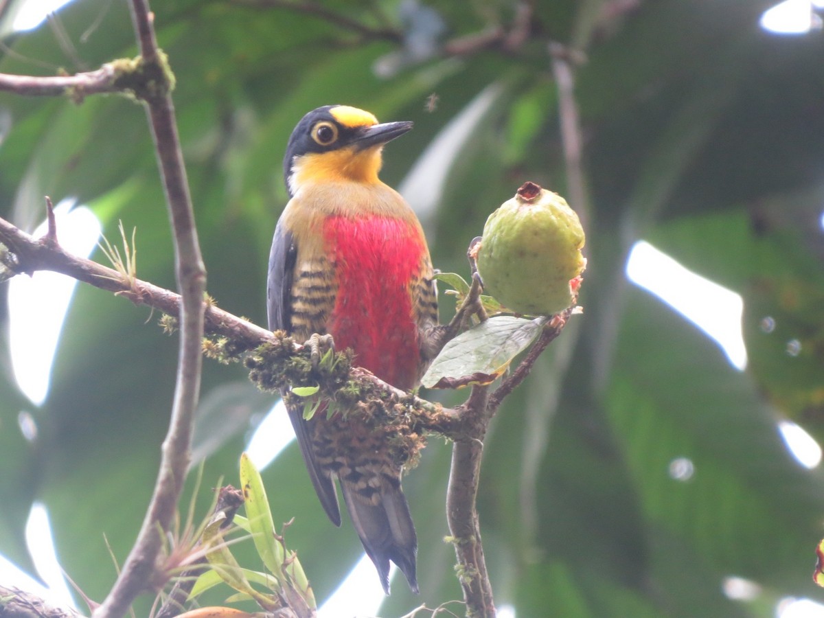 Yellow-fronted Woodpecker - ML611787708