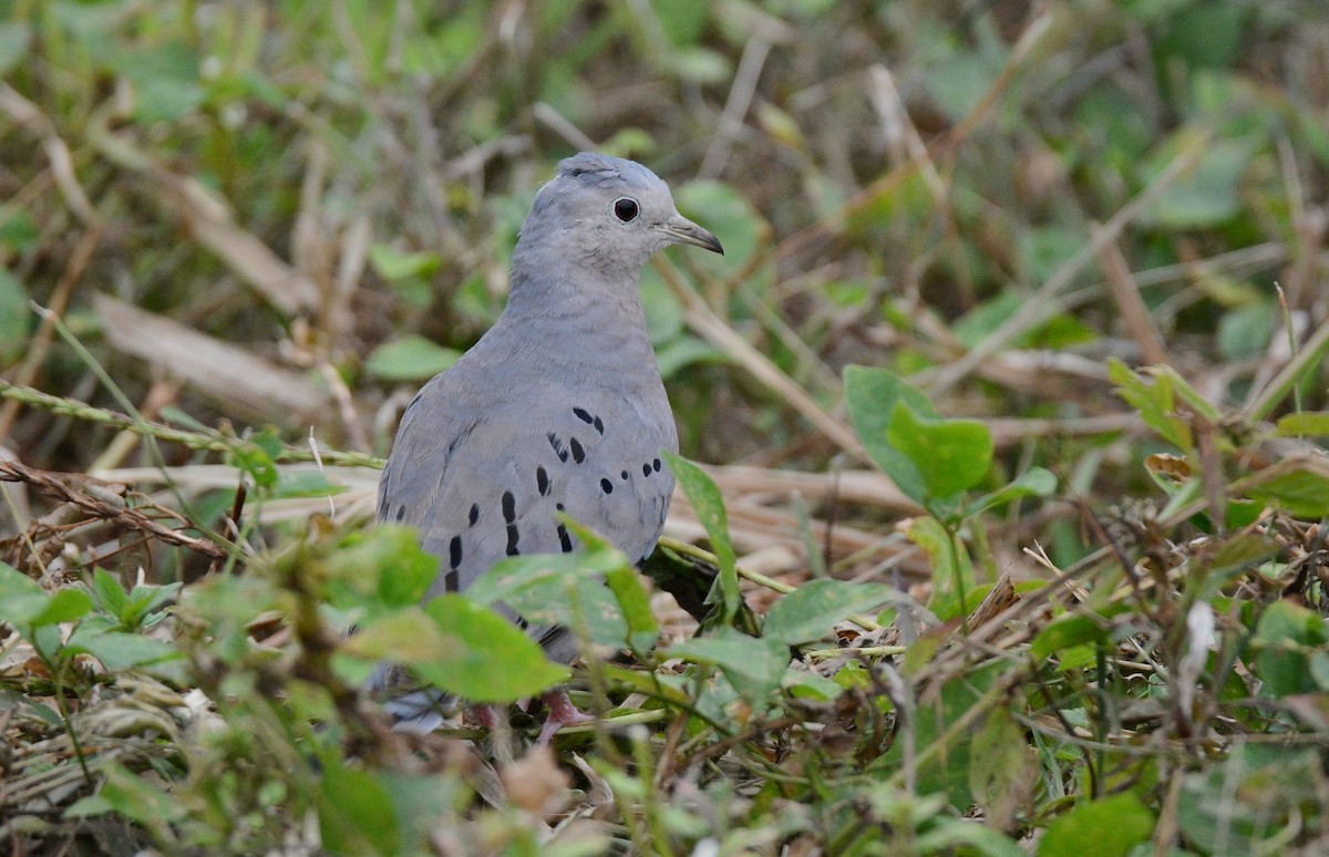 Ecuadorian Ground Dove - ML611787881