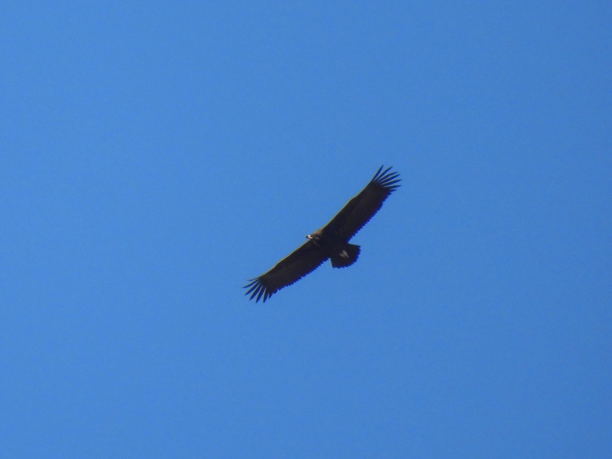 Cinereous Vulture - ML611787899
