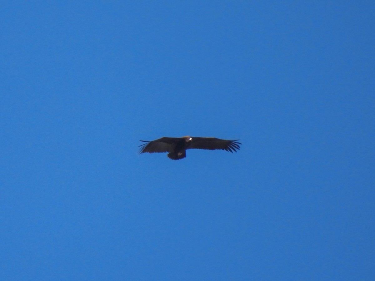 Cinereous Vulture - ML611787900
