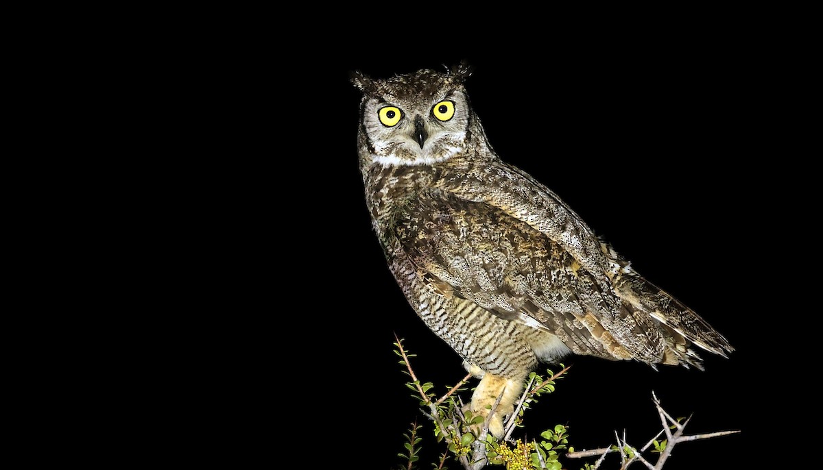 Lesser Horned Owl - ML611788003