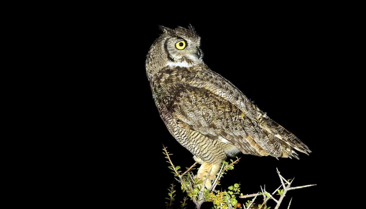 Lesser Horned Owl - ML611788004