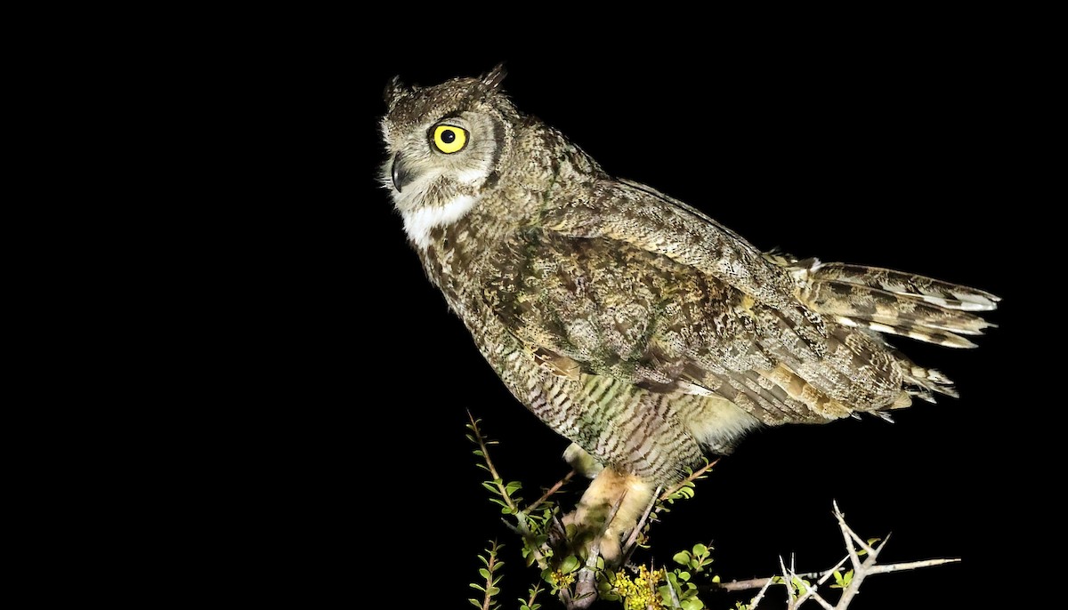 Lesser Horned Owl - ML611788005