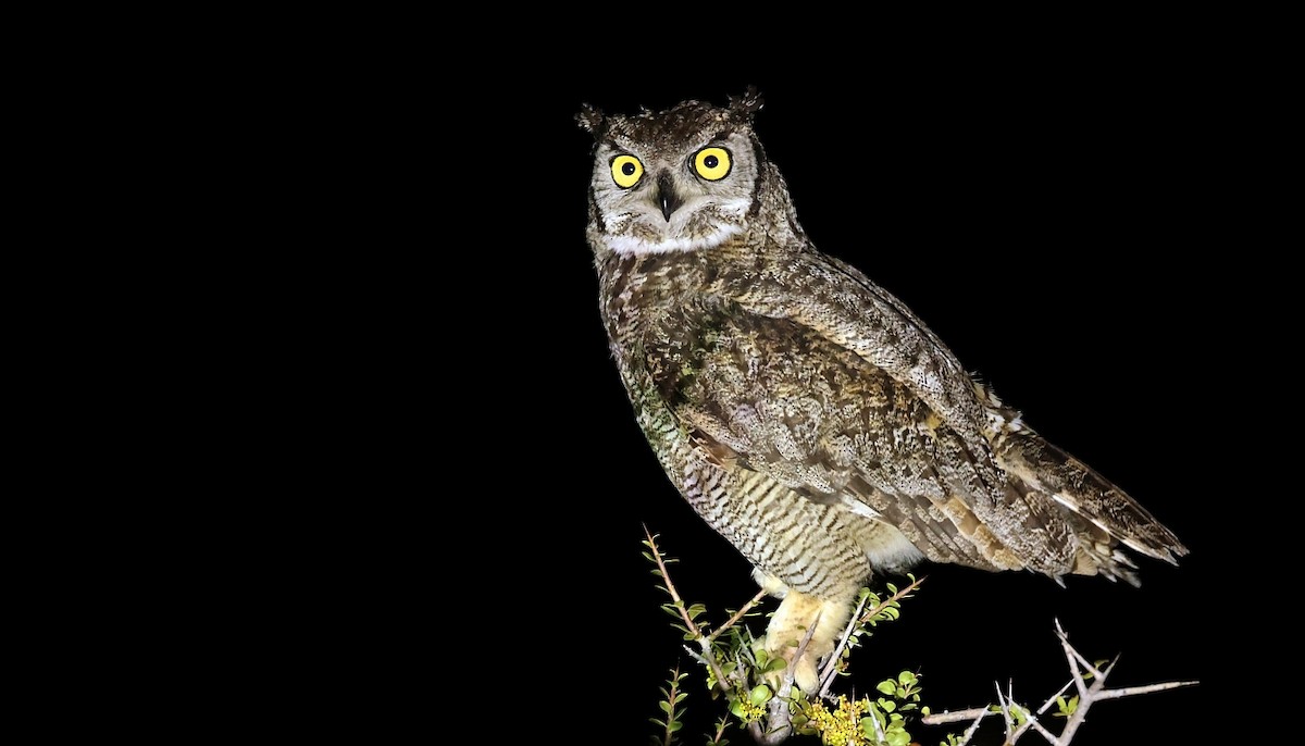 Lesser Horned Owl - ML611788006