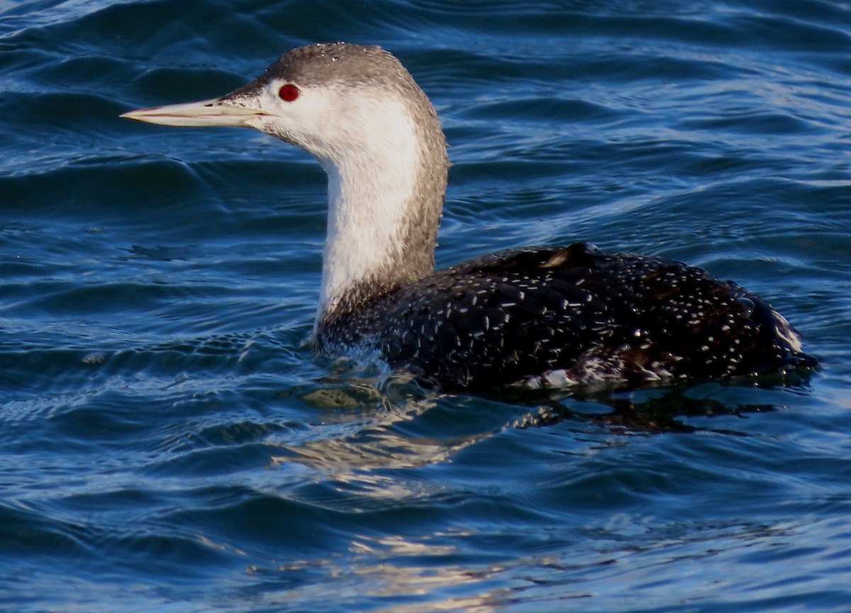 Red-throated Loon - ML611788386
