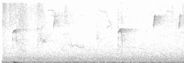 Дятел волохатий - ML611788492