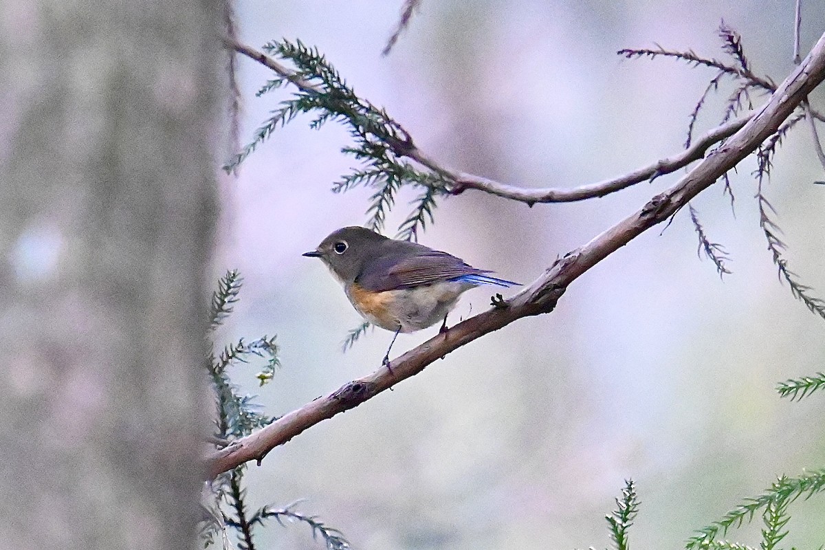 Red-flanked Bluetail - ML611788561