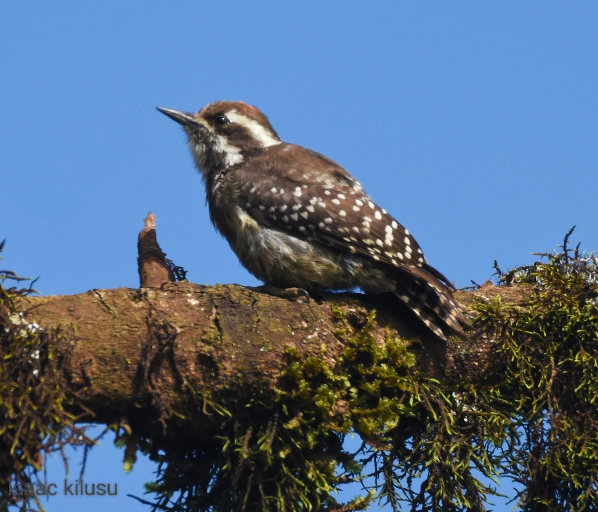 Brown-backed Woodpecker - ML611788611