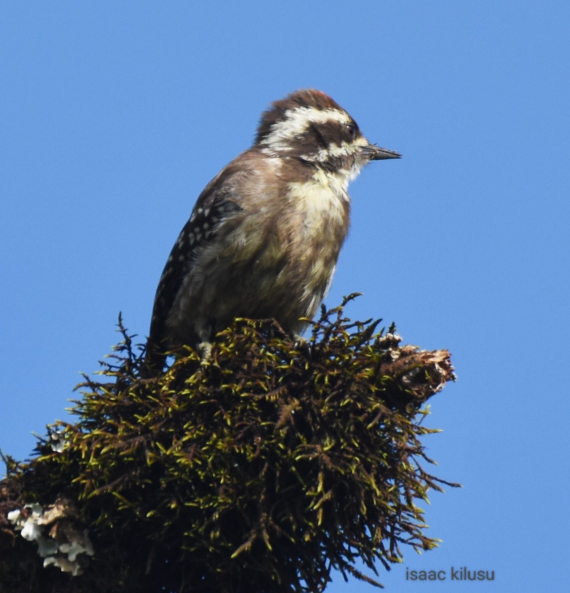 Brown-backed Woodpecker - ML611788612