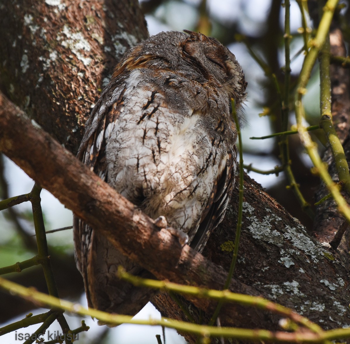 African Scops-Owl (African) - isaac kilusu