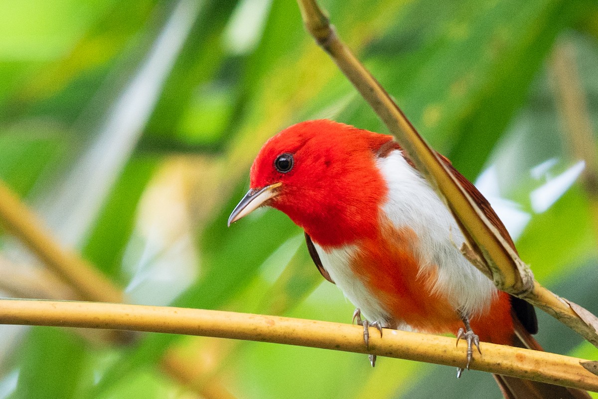 Scarlet-and-white Tanager - ML611788874