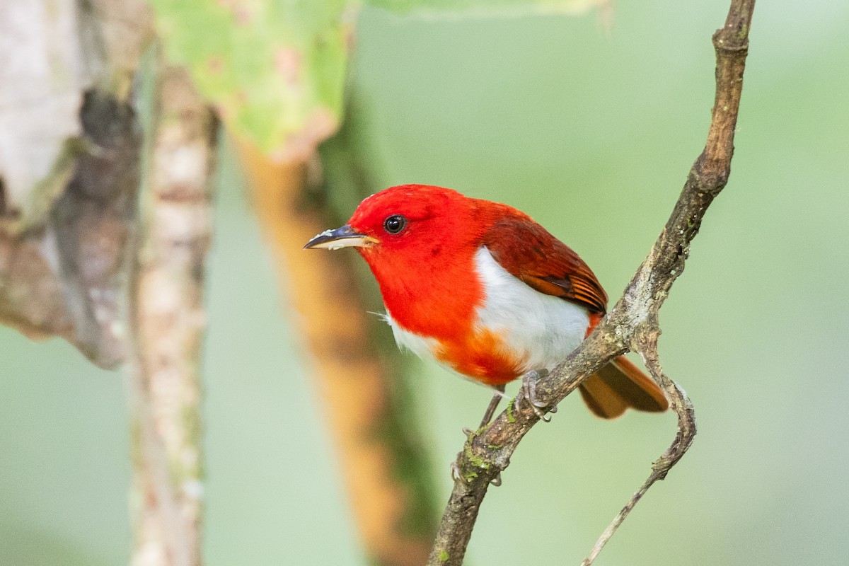 Scarlet-and-white Tanager - Bob Friedrichs