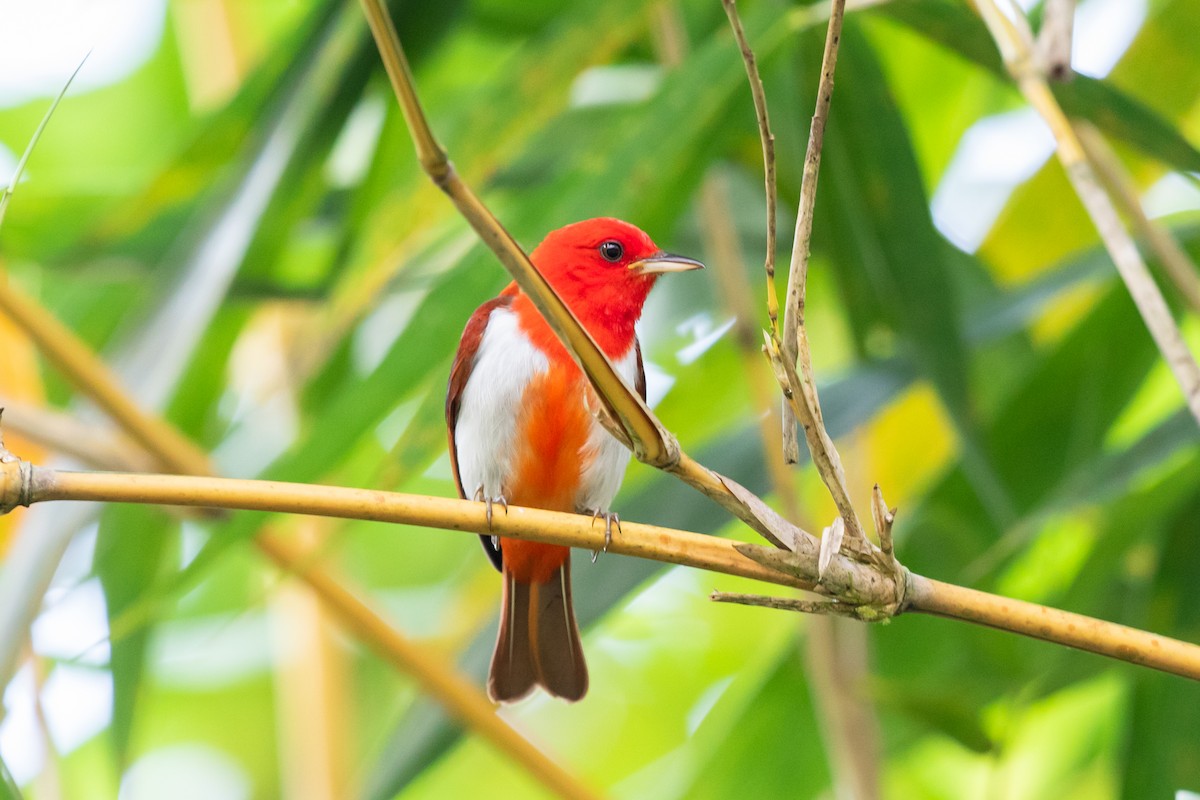 Scarlet-and-white Tanager - ML611788883