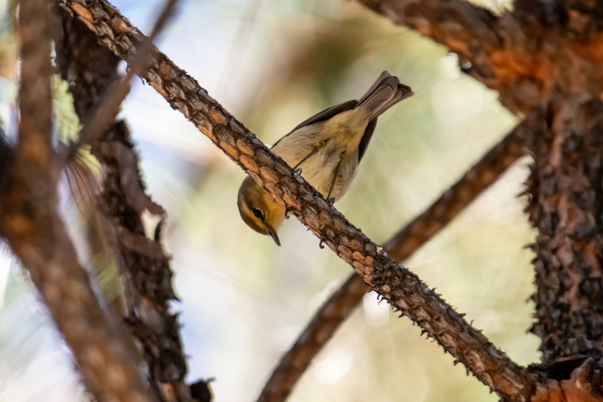 Canary Islands Chiffchaff - Dominic More O’Ferrall
