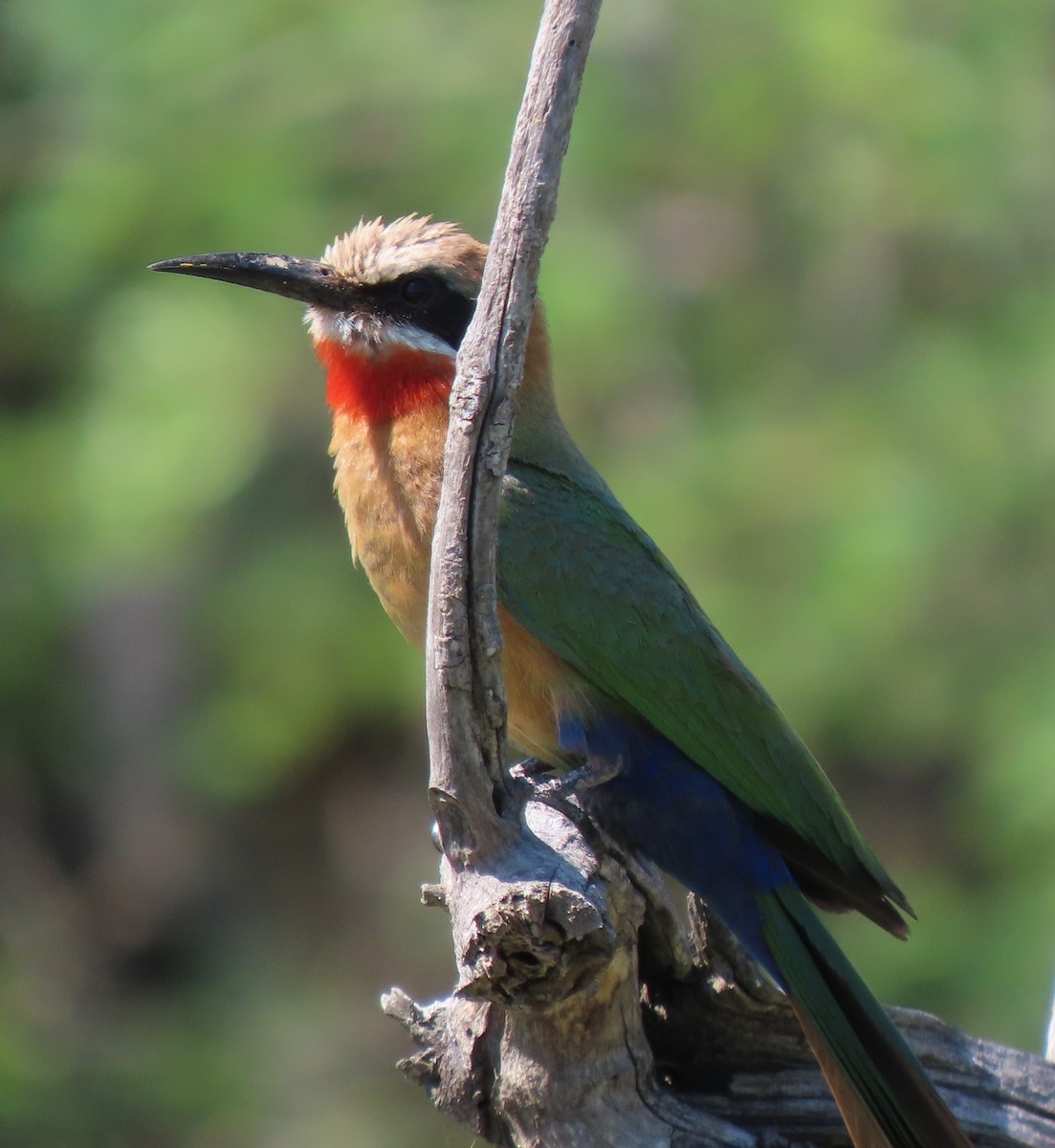 White-fronted Bee-eater - ML611789237
