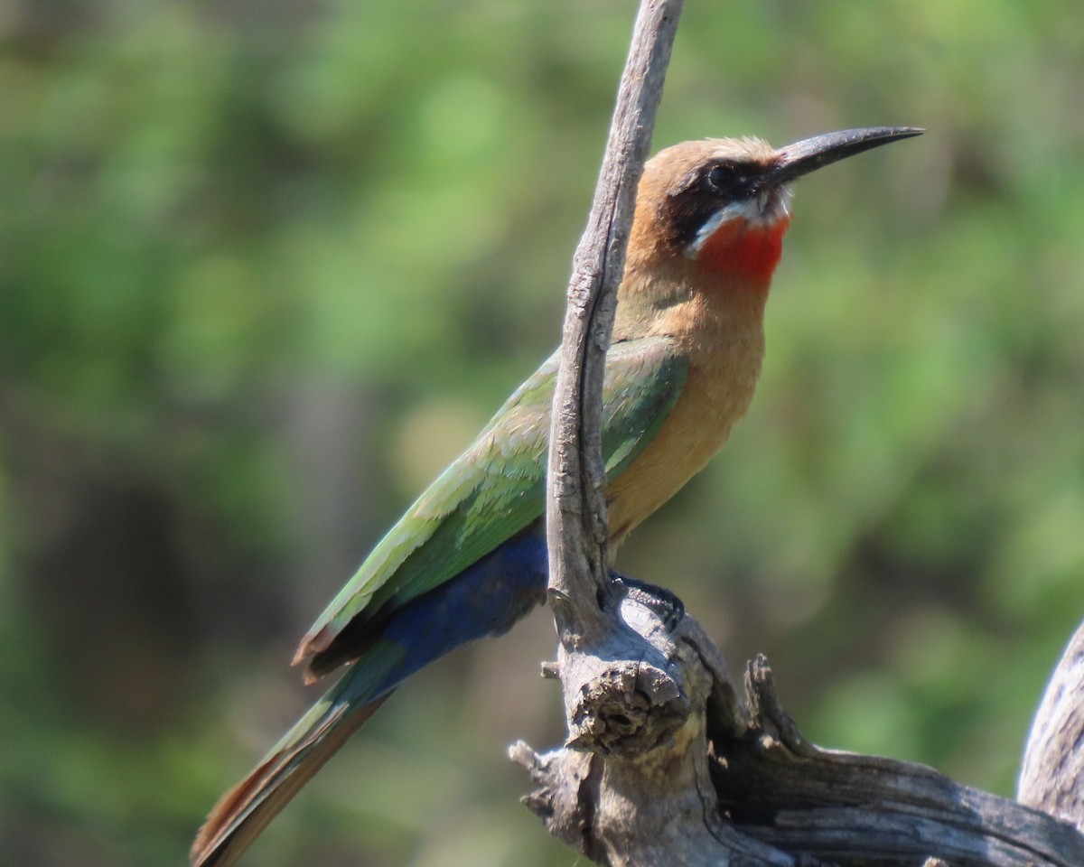 White-fronted Bee-eater - ML611789238