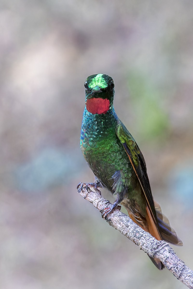 kolibřík brazilský - ML611789477