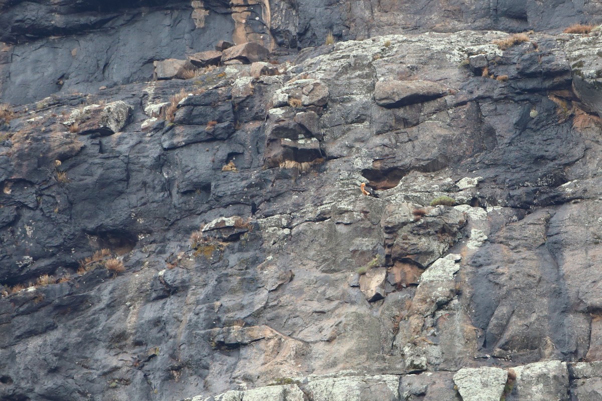 Sakallı Akbaba (meridionalis) - ML611789504