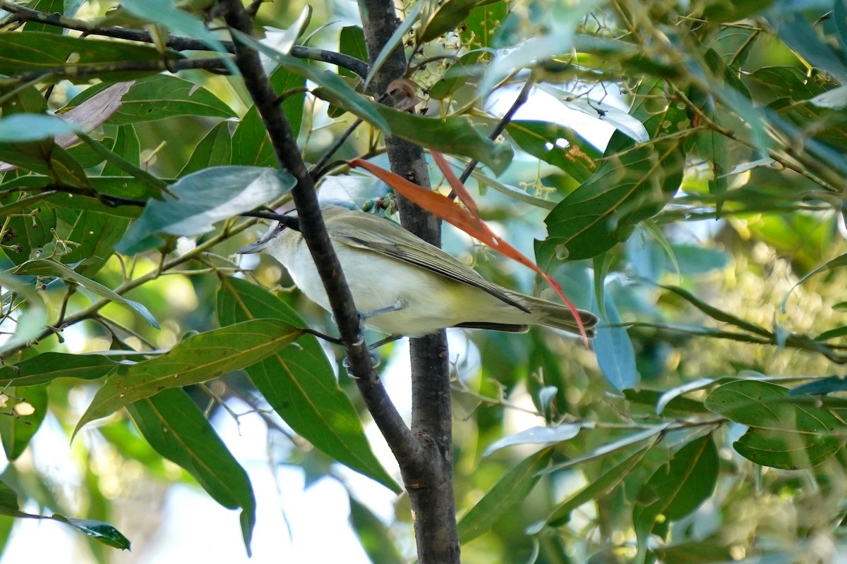Red-eyed Vireo - ML611789650