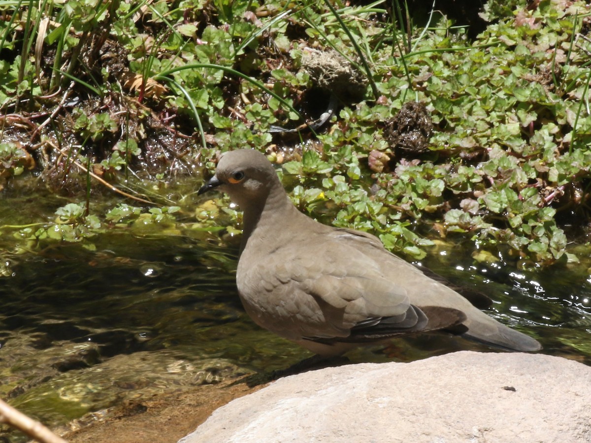 Black-winged Ground Dove - ML611789716