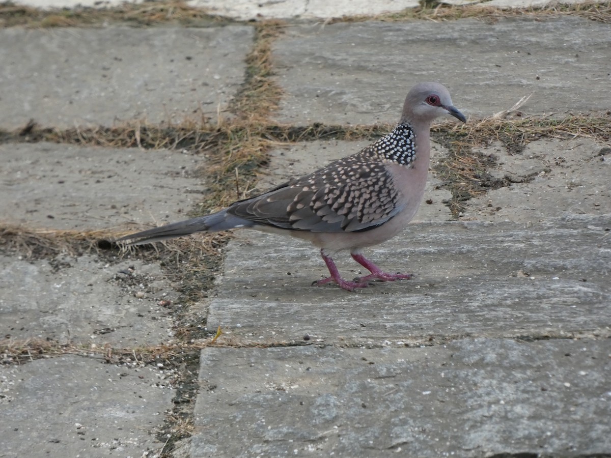 Spotted Dove - ML611789856