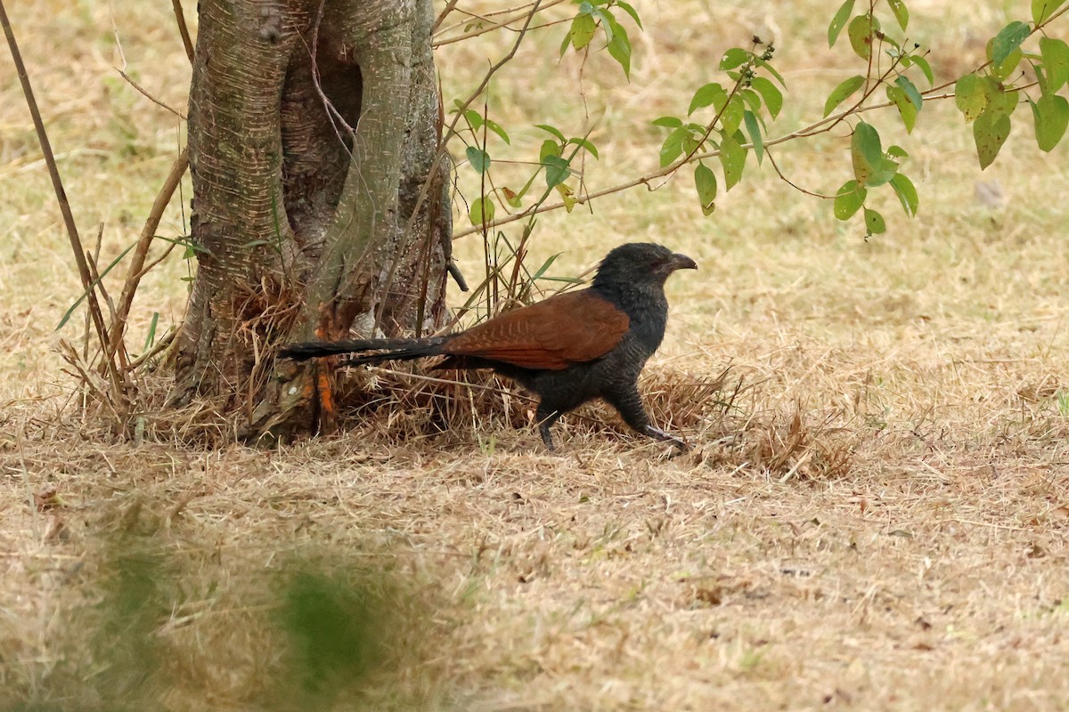 Greater Coucal - ML611790058