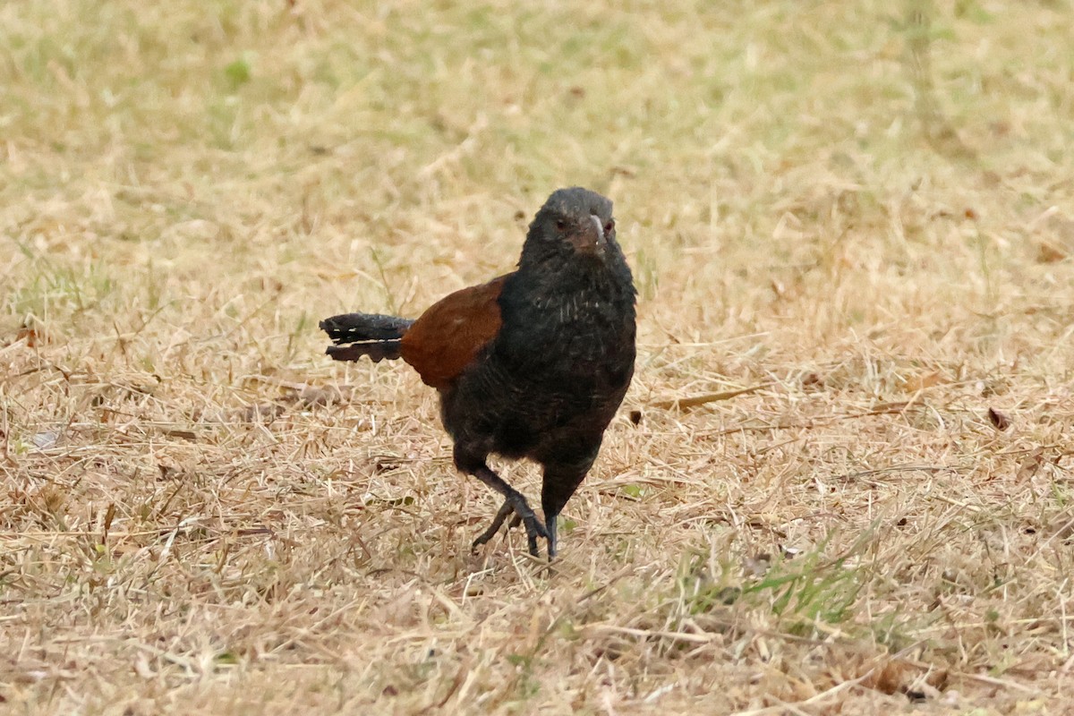 Greater Coucal - ML611790060