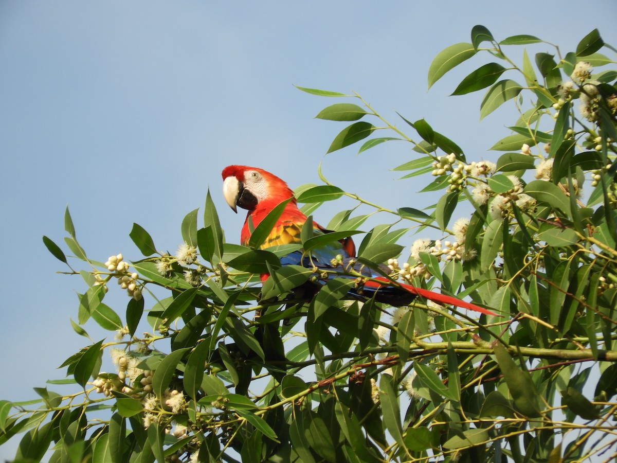 Scarlet Macaw - ML611790372