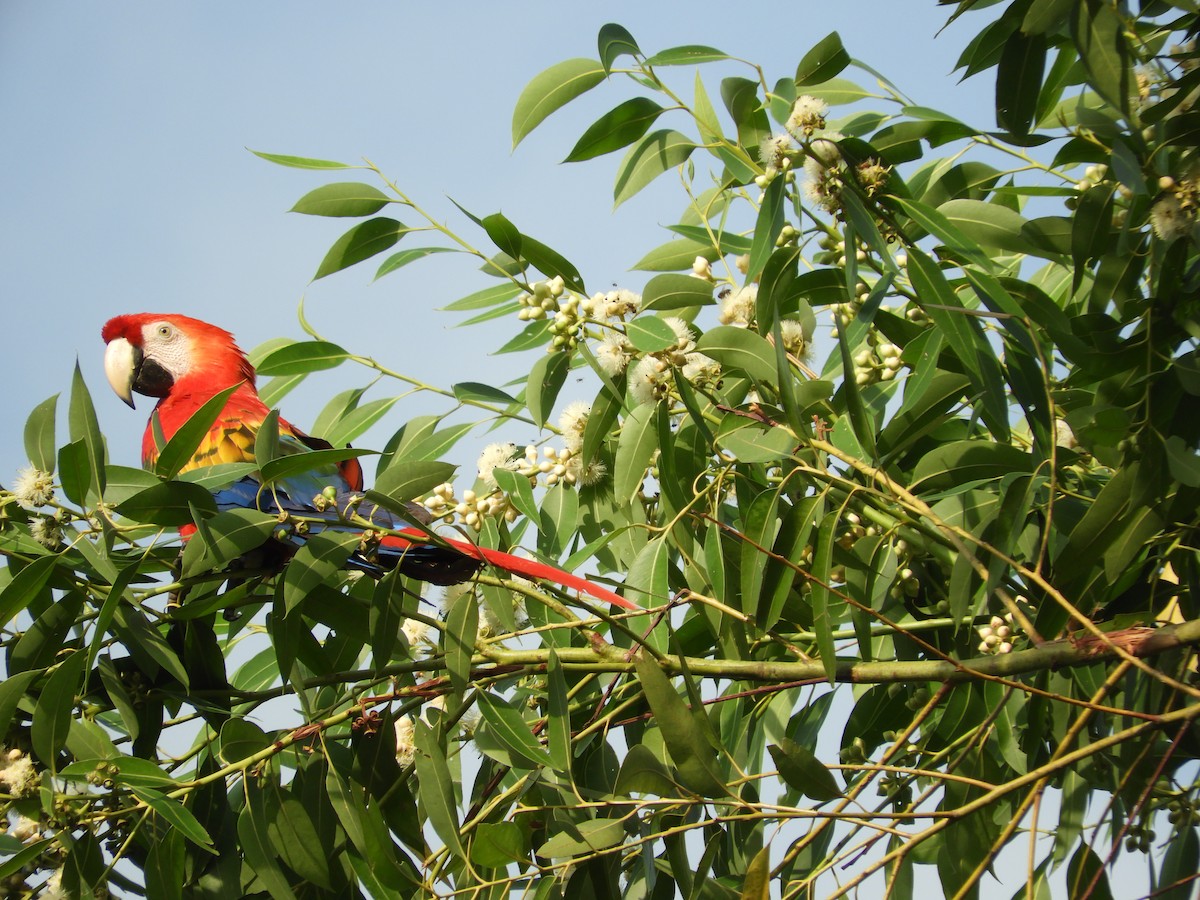 Scarlet Macaw - ML611790376