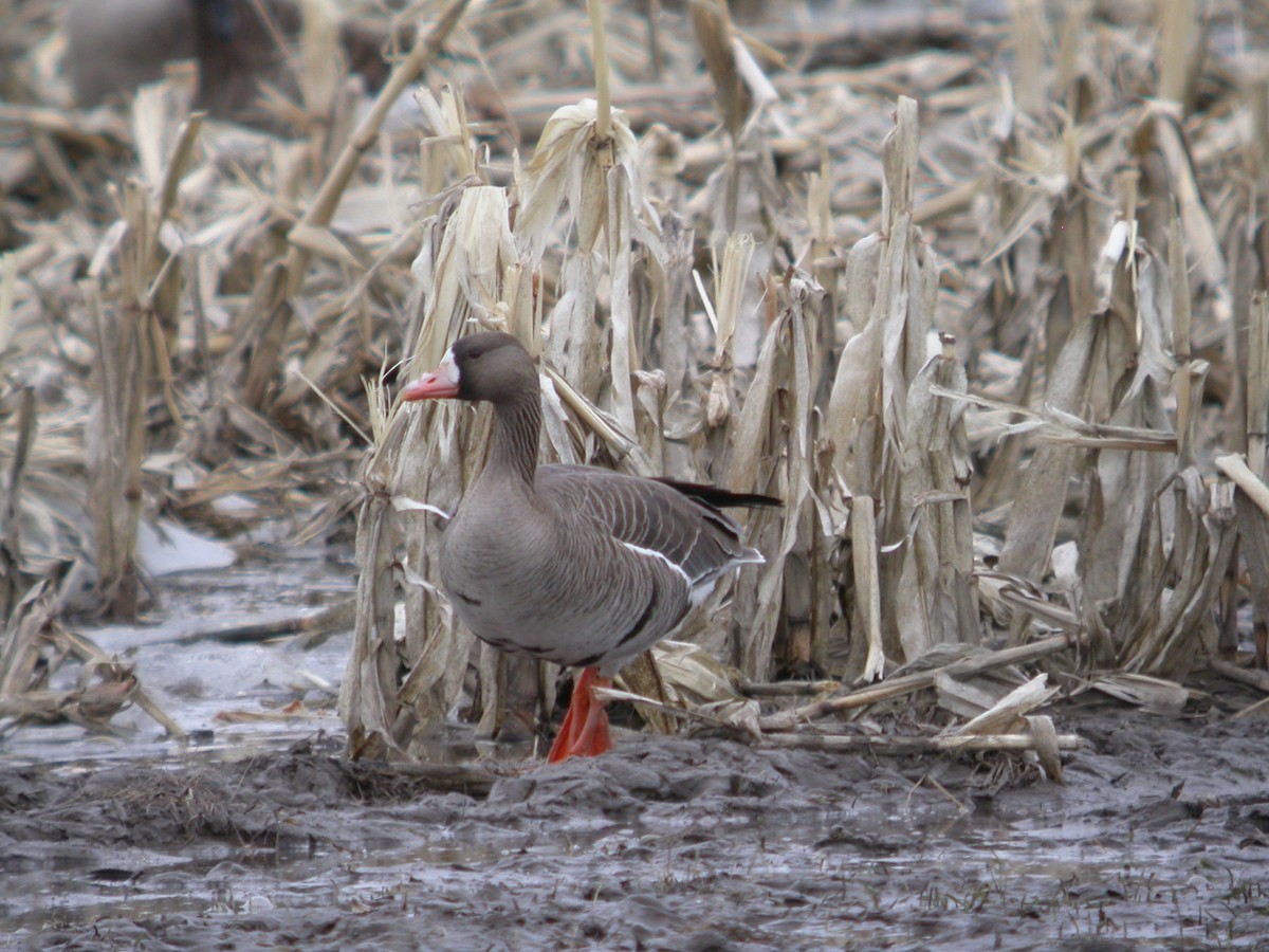 Greater White-fronted Goose - ML611790511