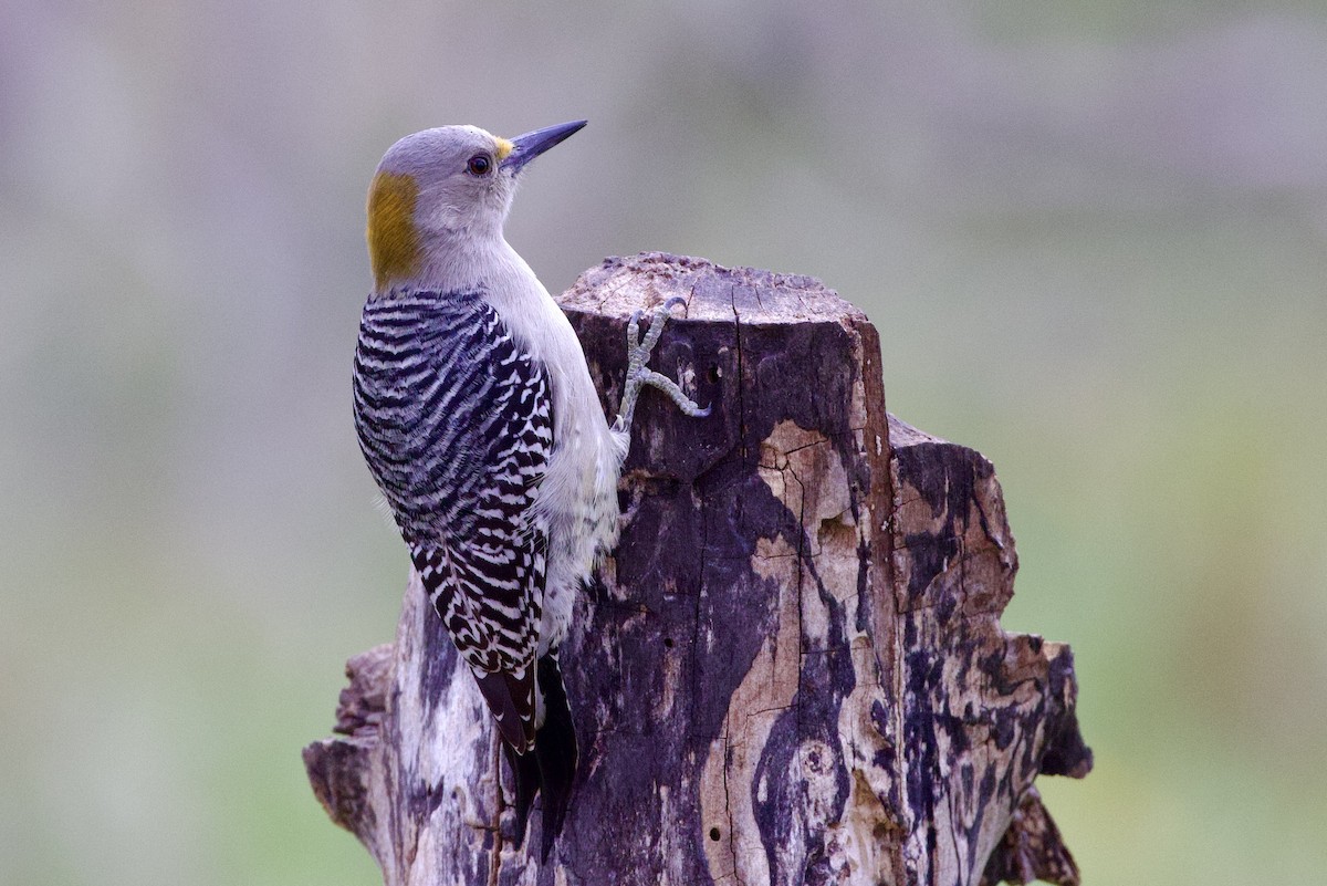 Golden-fronted Woodpecker - ML611790607