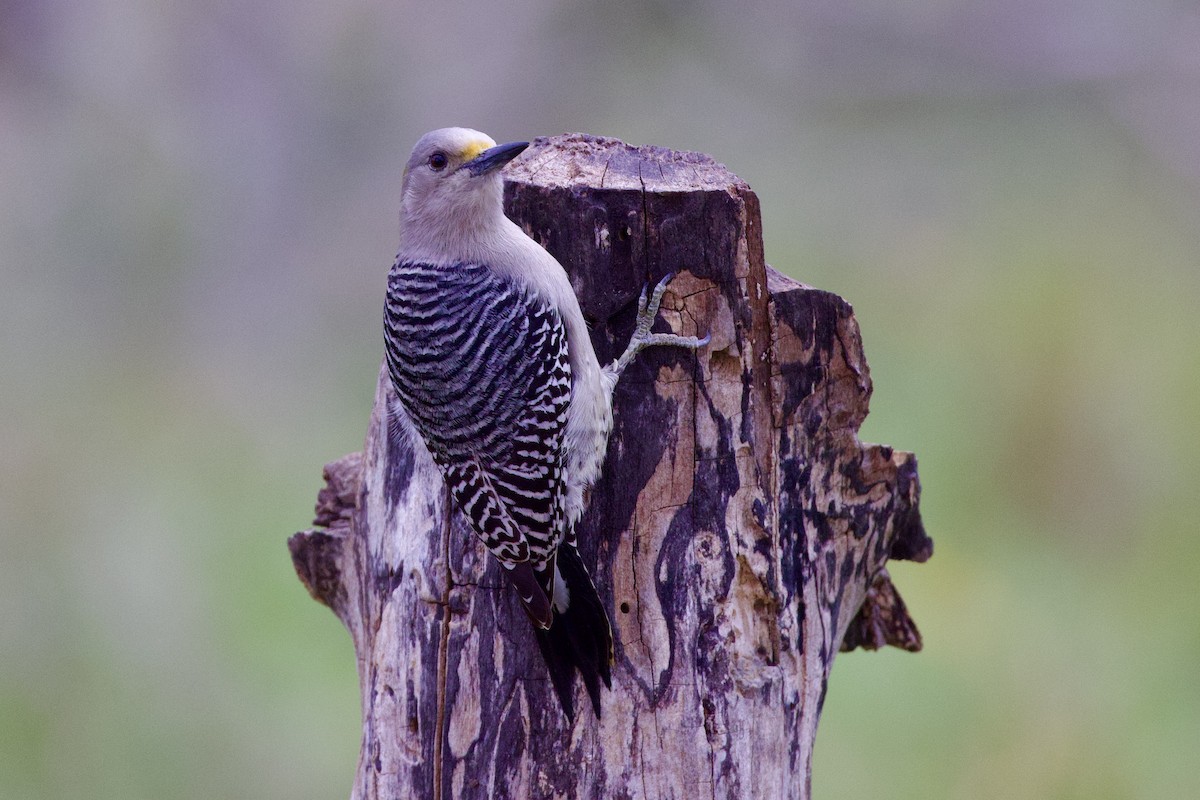 Golden-fronted Woodpecker - ML611790608