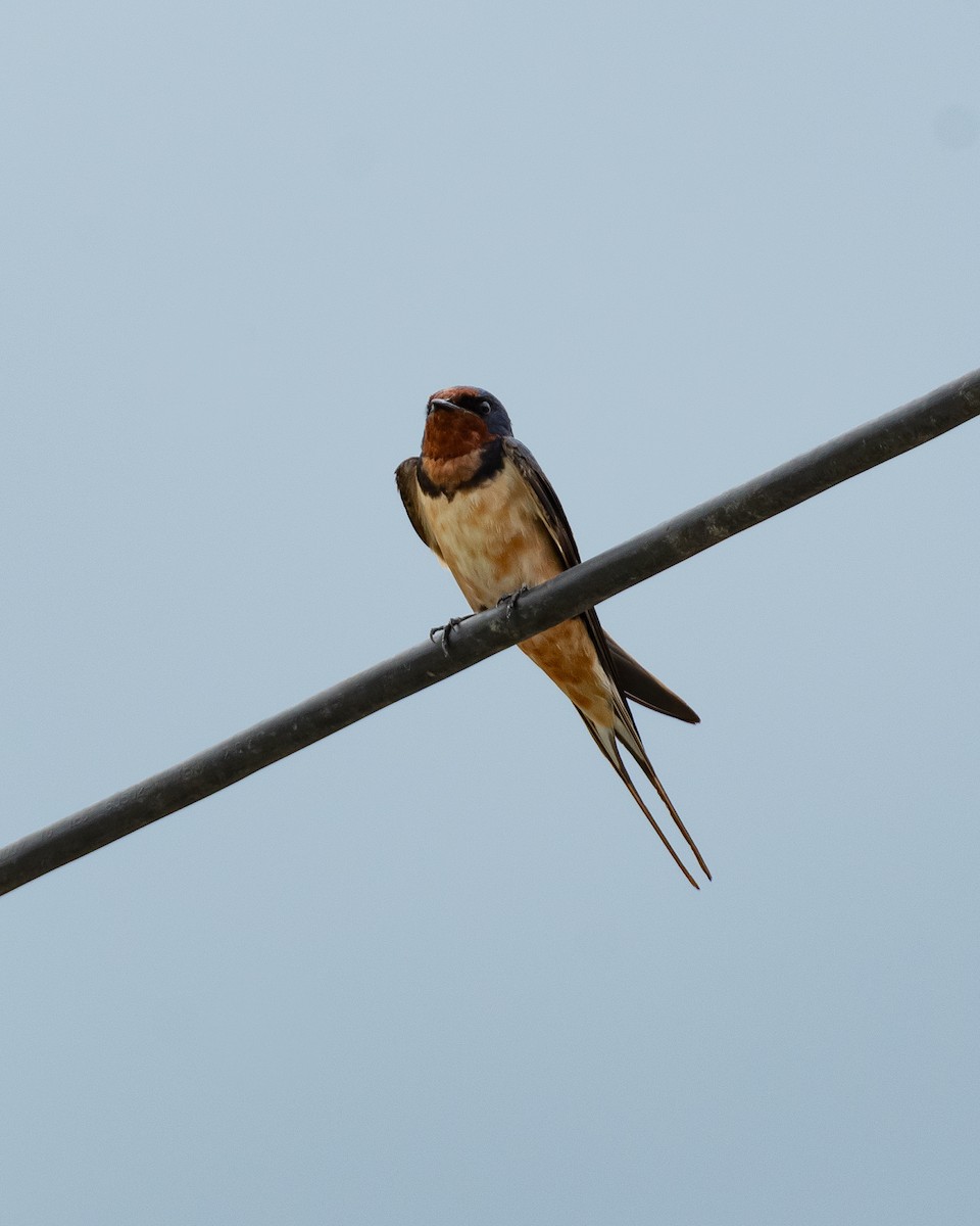 Barn Swallow (Buff-bellied) - ML611790719