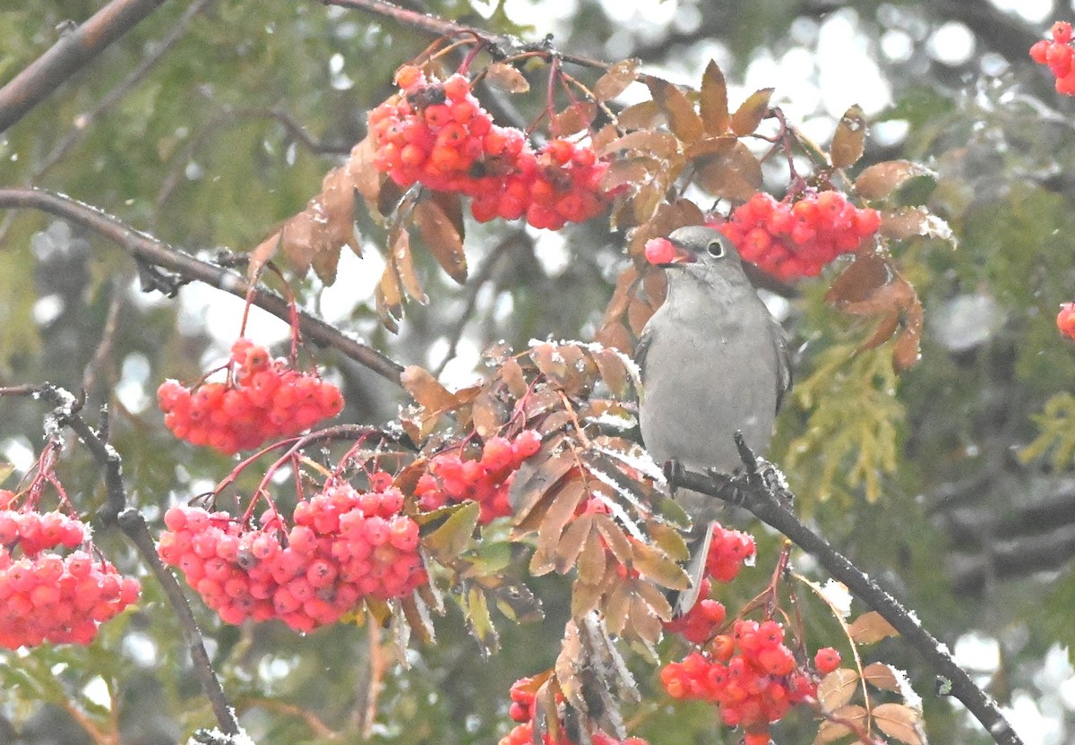 Townsend's Solitaire - ML611790756