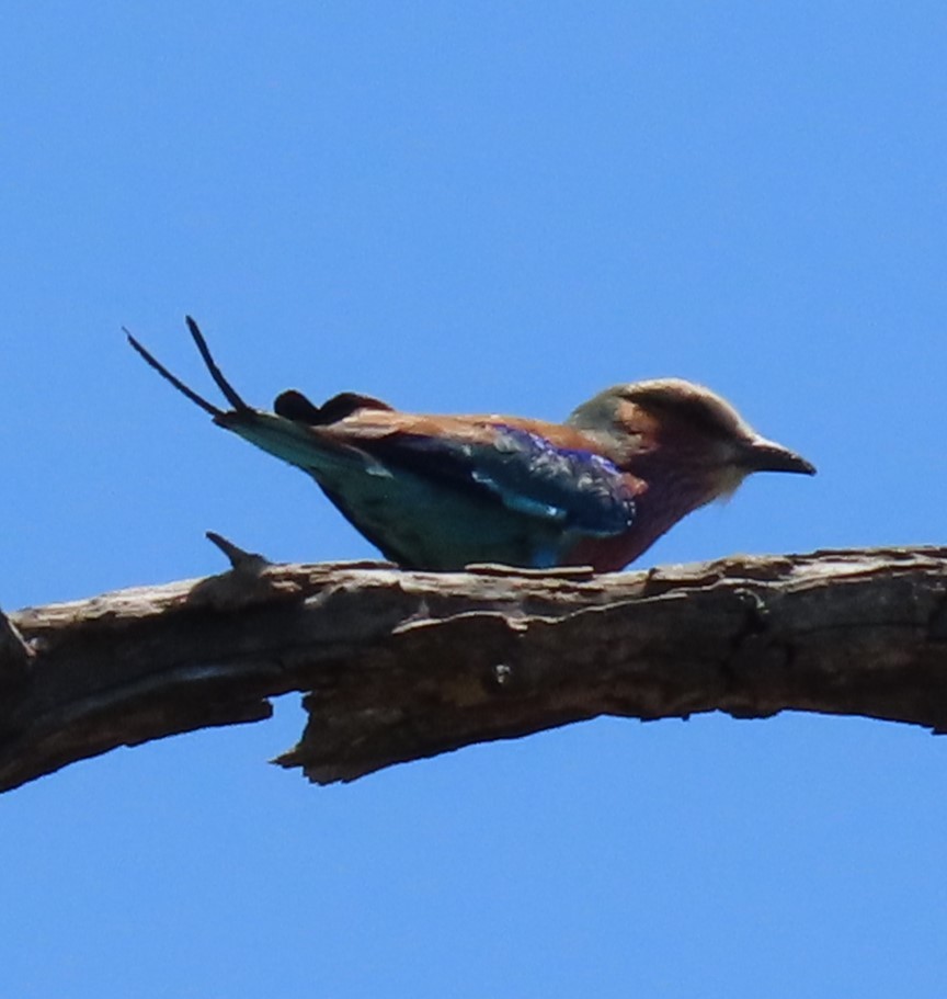 Lilac-breasted Roller - Elaine Wagner