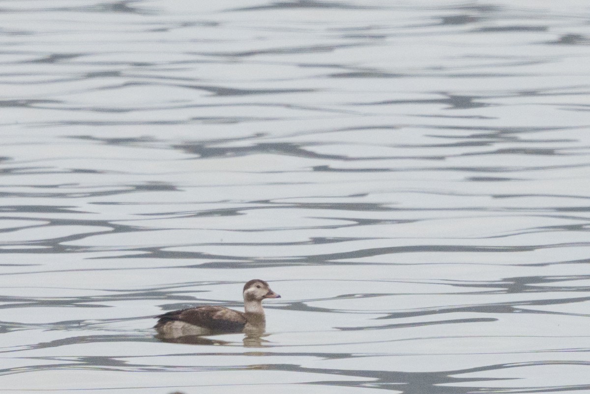 Long-tailed Duck - ML611791016