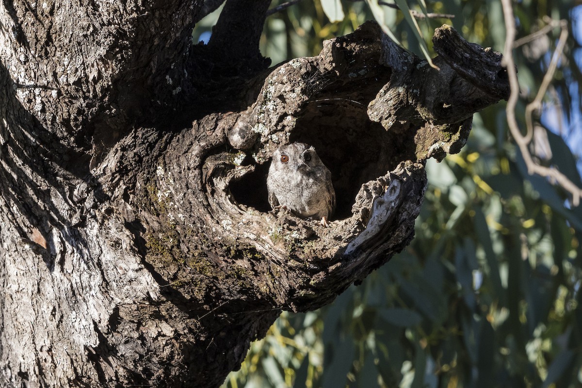 Australian Owlet-nightjar - ML611791021